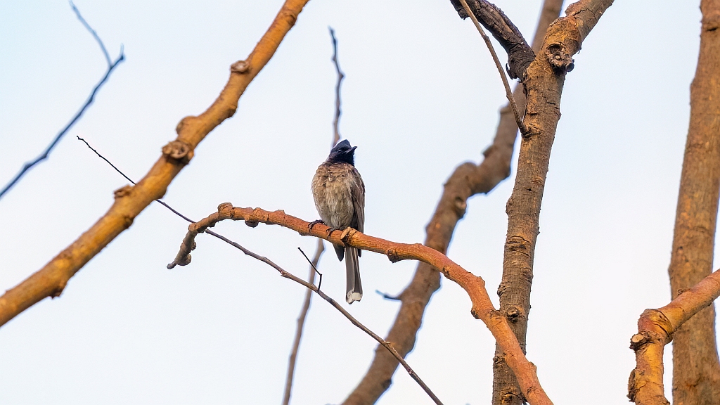 Red-vented Bulbul